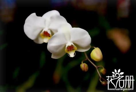 白色蝴蝶蘭花語 黃道面白道面